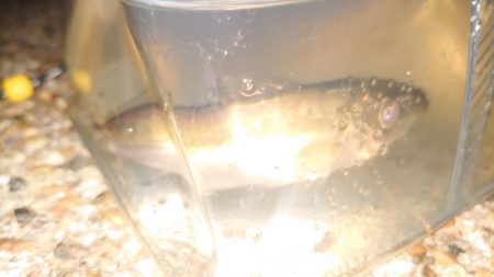 水軒夕マズメのタッチー