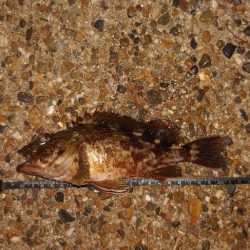 思い出のロッドがあるじゃないか！