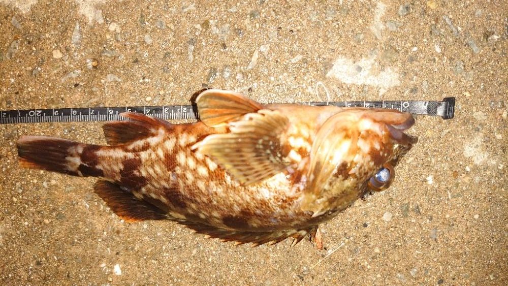 帰りに場所を移動して様子を伺う