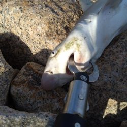 予想外の来訪魚