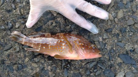 エギングのち泳がせ