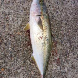 トップでハマチ