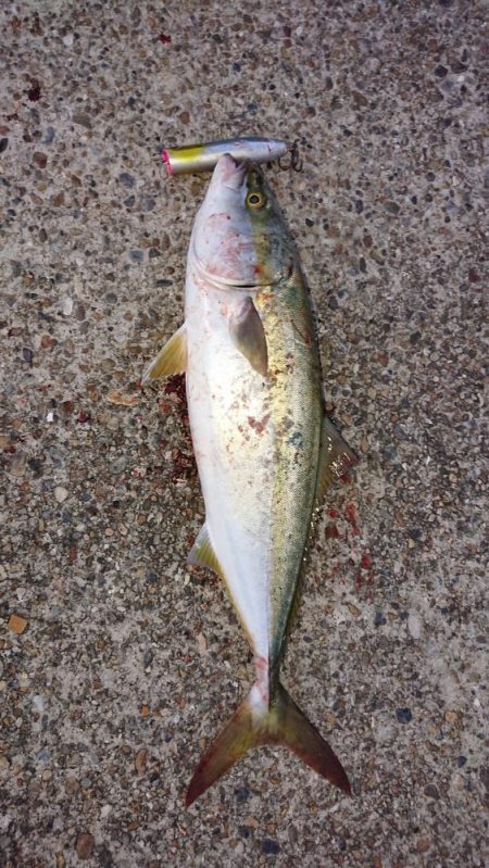 トップでハマチ