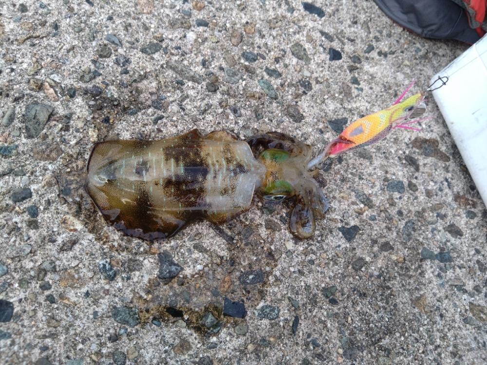 沖漬けが食べたくなって