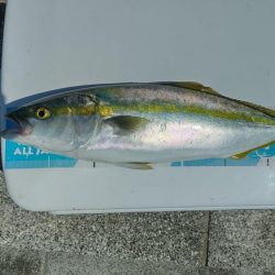 のませでハマチ2本