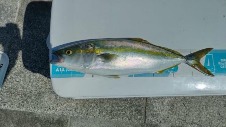 のませでハマチ2本