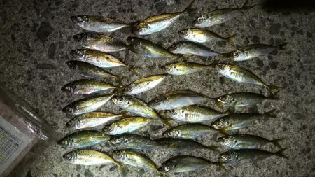 アジングとサーベリングだったのですが、、、…