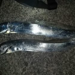 3度目の太刀魚チャレンジ成功しました。