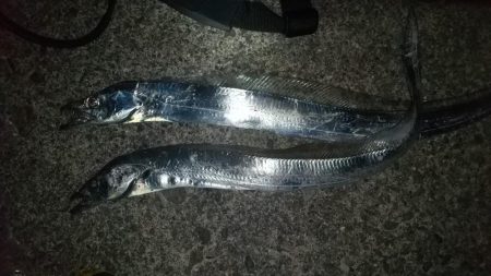 3度目の太刀魚チャレンジ成功しました。