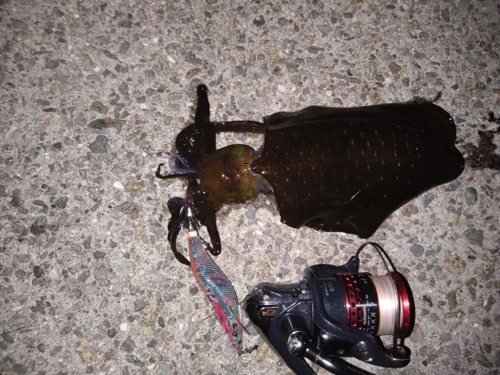 大きくなってきてます