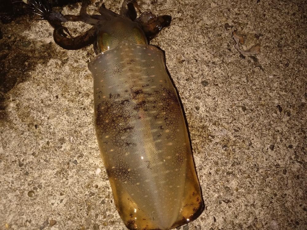 昼からエギング