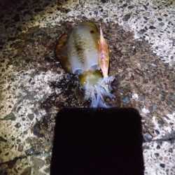 リベンジエギング