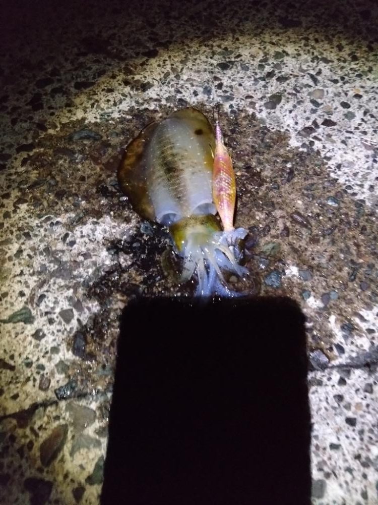 リベンジエギング