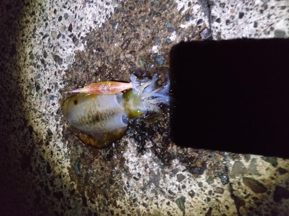 リベンジエギング