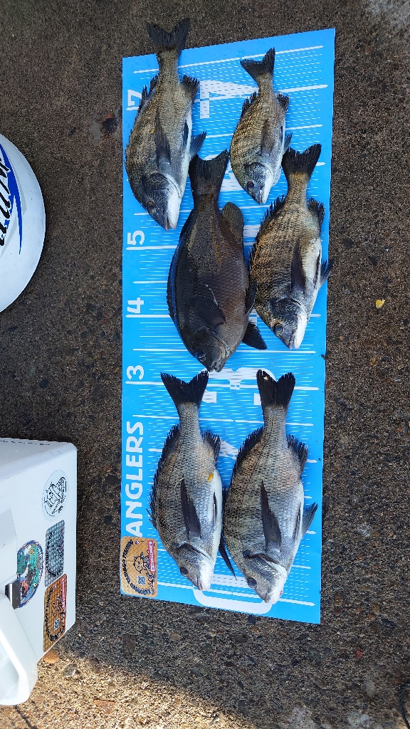 紀州釣り第6戦🙋