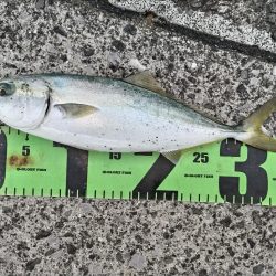 ヤズ（ブリ幼魚）釣れました!