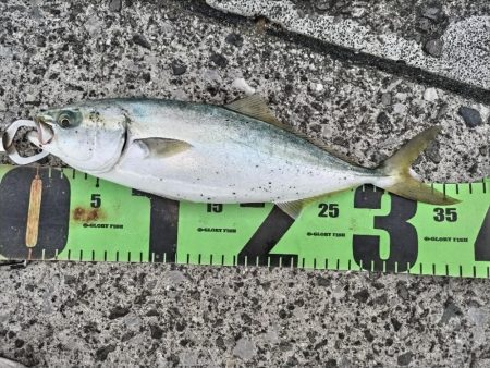 ヤズ（ブリ幼魚）釣れました!