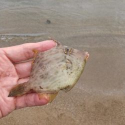 久しぶりのキス釣りは…