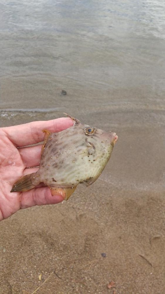 久しぶりのキス釣りは…