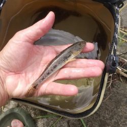 ハゼは裏切らない…