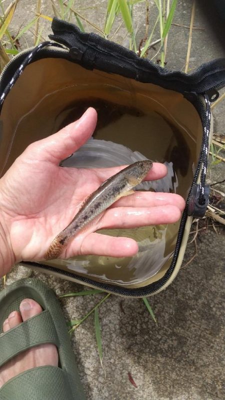 ハゼは裏切らない…