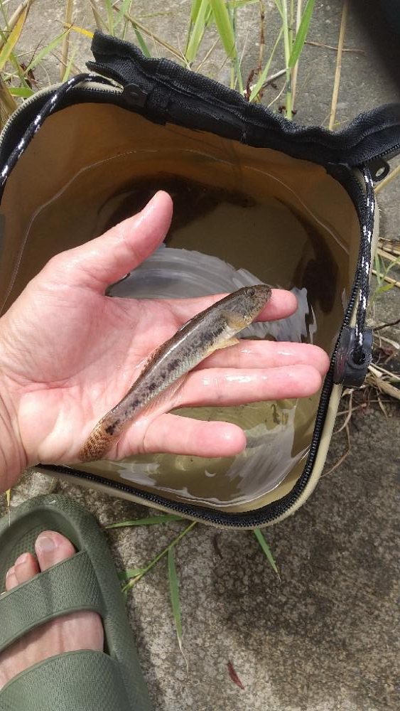 ハゼは裏切らない…