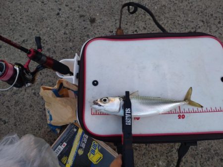 助松埠頭アジング