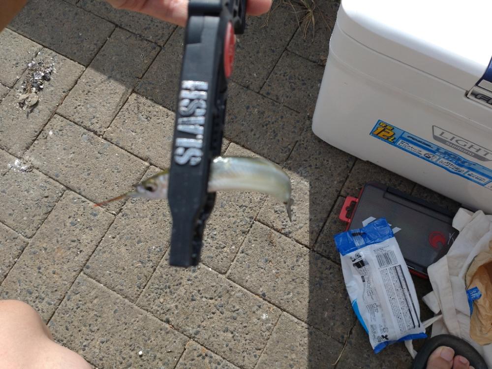 シーサイドコスモアジング＋サヨリ釣り