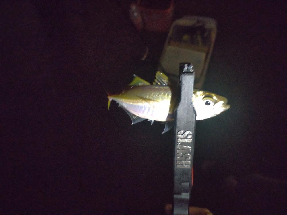 汐見埠頭アジング