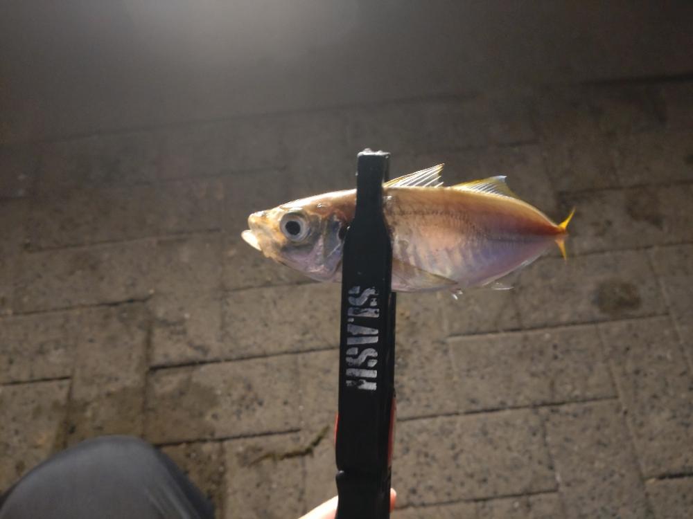 シーサイドコスモ アジング⇨サヨリング