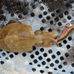 今年も秋アオリ渋い