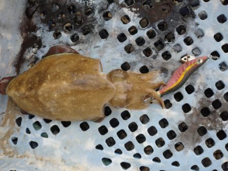 今年も秋アオリ渋い