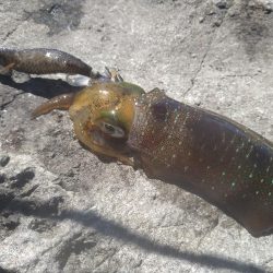 デイ磯エギング