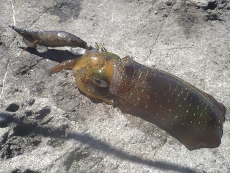 デイ磯エギング