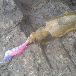 明るくなってからが本番