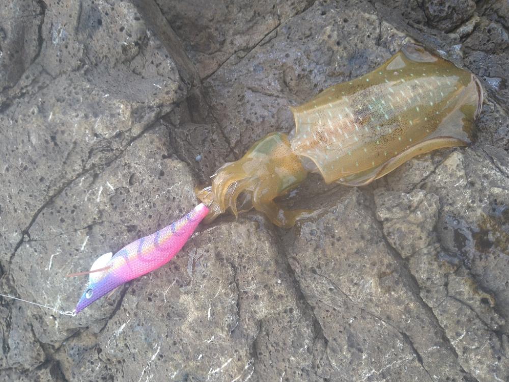 明るくなってからが本番