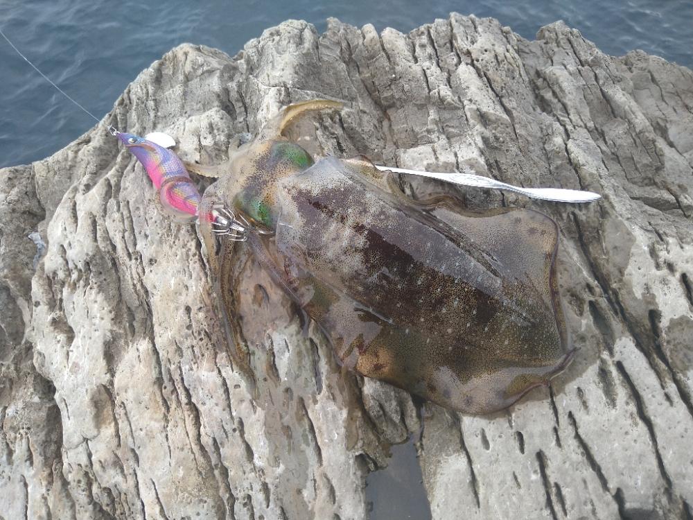 デイロックエギング