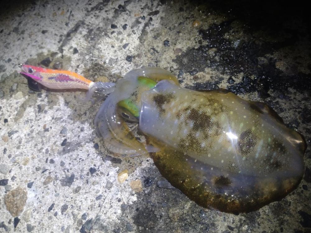 夜中のテトラ帯で逆潮エギング