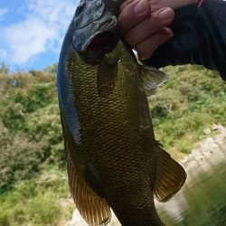 午後より数釣り