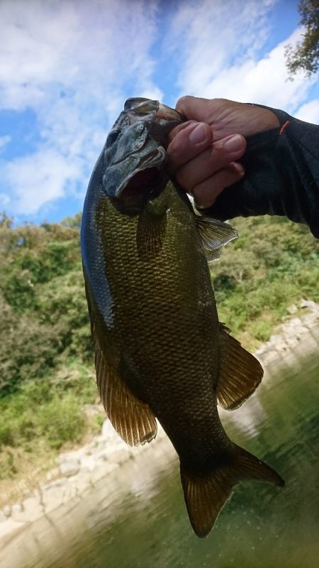 午後より数釣り