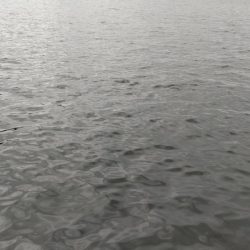 シロギスはしぶい、、、居ない