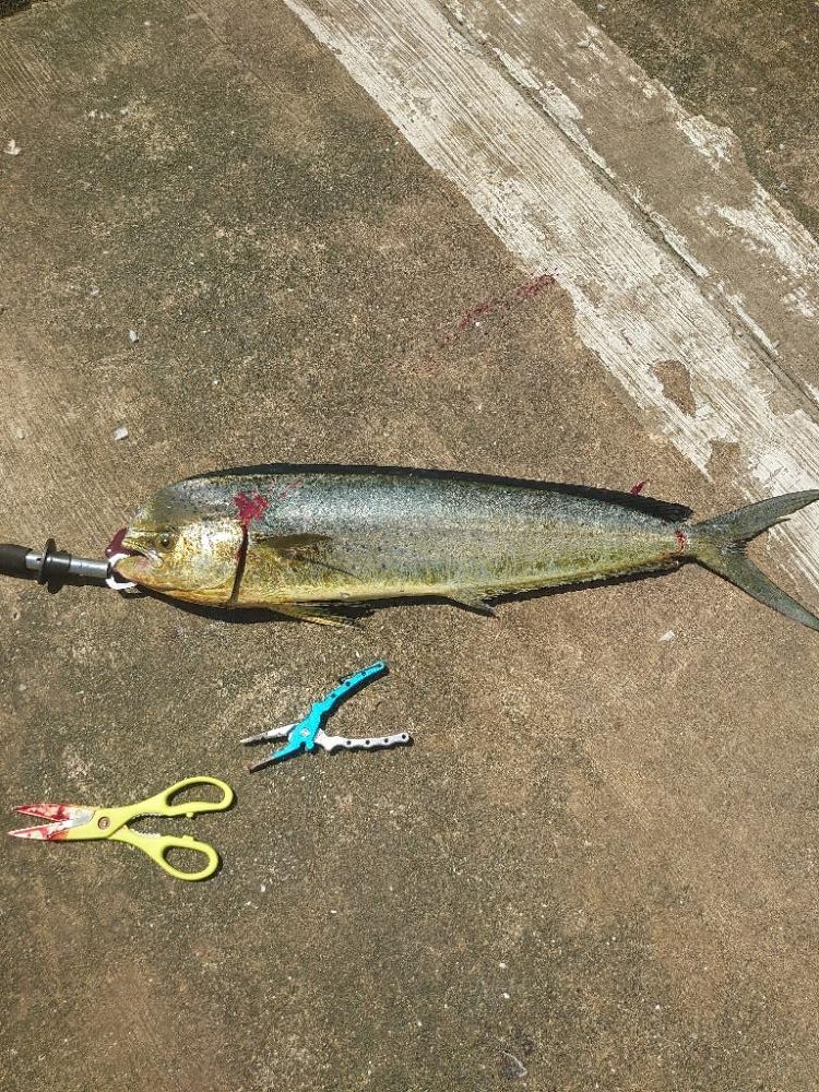 ジャンプする魚