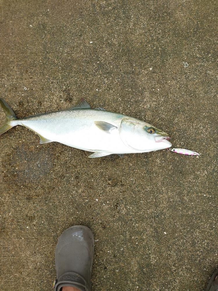 ハマチとサゴシ