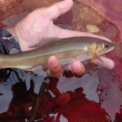 シーズン終盤の匹見川