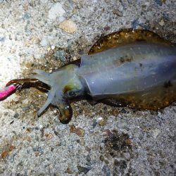 アオリイカを狙って