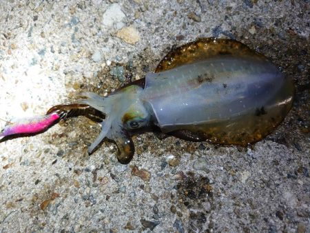 アオリイカを狙って