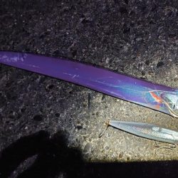 シーバスとイカ