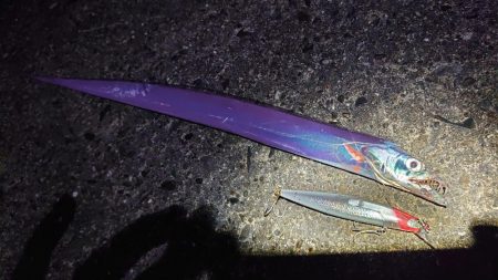 シーバスとイカ