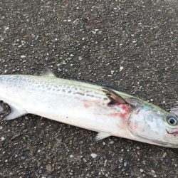 サゴシフィーバー