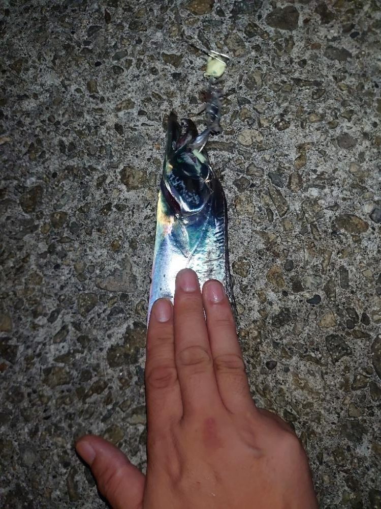 今年最後にしようかな…太刀魚テンヤ🎣